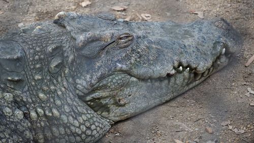 Close-up of crocodile in sea