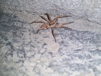 Close-up of spider on rock