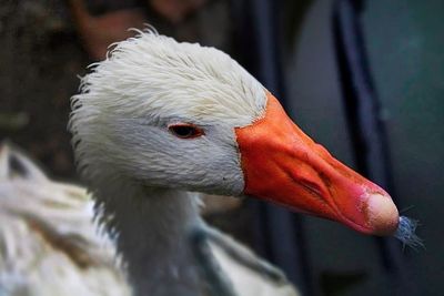 Close-up of white bird