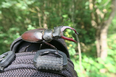 Close-up of insect