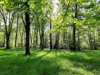 Scenic view of forest