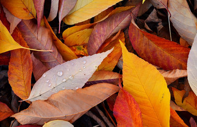 Close-up of maple leaves during autumn