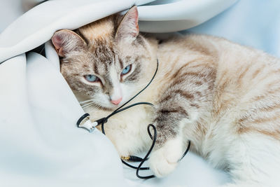 The cat was wrapped in the wires from the headphones. recreation of the siamese point lynx