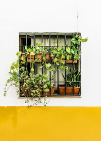 Potted plants on wall