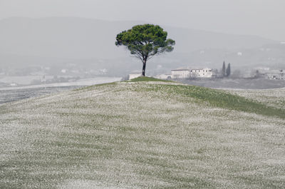 Trees on field against sky