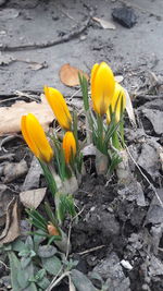 Close-up of yellow crocus flowers