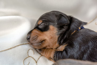 Miniature pinscher puppy sleeping on the bed