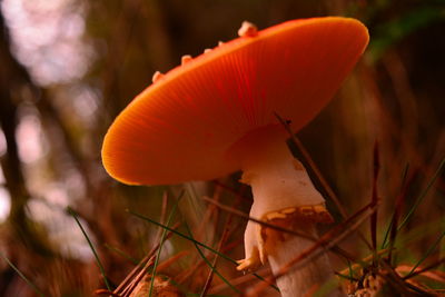 Close-up of fly agaric mushroom