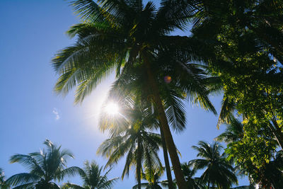 Low angle view of coconut palm trees against sky