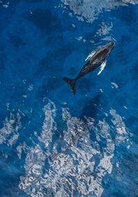 High angle view of humpback whale swimming in sea