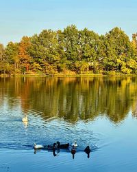 Ducks swimming in lake