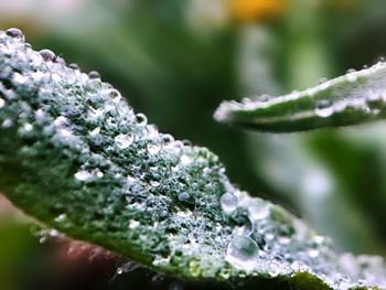 Close-up of raindrops on plant