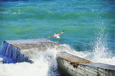 Seagull flying over sea against sky