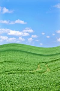 Scenic view of agricultural field against sky