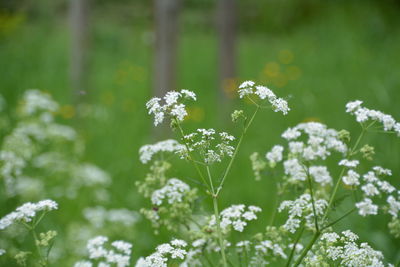 Close-up of white flowers