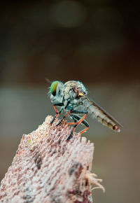 Close-up of dragonfly on plant