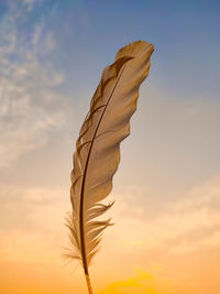 Close-up of plant against sky during sunset