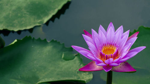 Close-up of water lily in lake