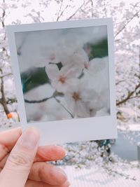 Close-up of hand holding flowers