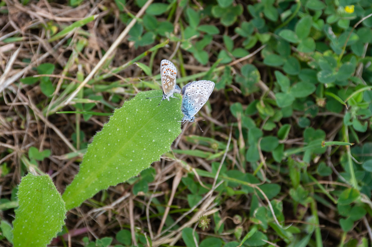 HIGH ANGLE VIEW OF PLANT GROWING IN FIELD