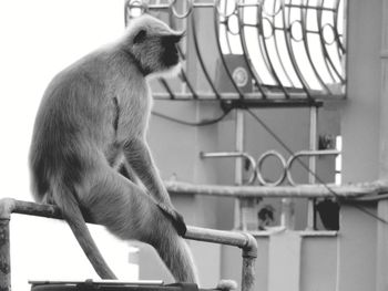 Low angle view of a monkey