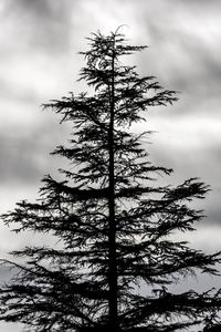 Low angle view of tree against cloudy sky
