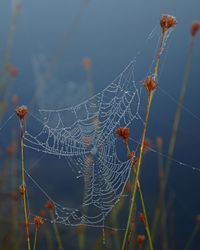 Close-up of spider on web