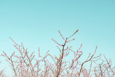 Low angle view of cherry blossoms against clear blue sky