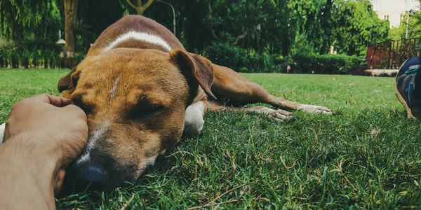 Dog resting on field