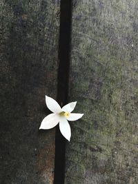 Close-up of white flower on tree trunk