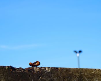 Horse perching on cliff