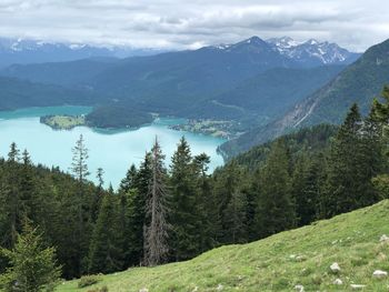 Scenic view of pine trees and mountains against sky