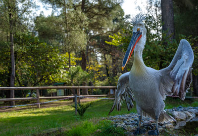 Close-up of bird in park