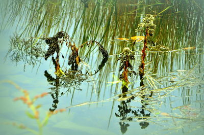 Reflection of trees in water