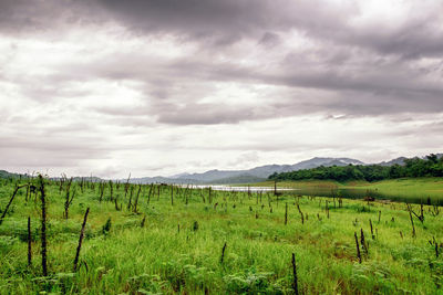 Scenic view of field against sky