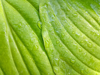 Full frame shot of wet leaf