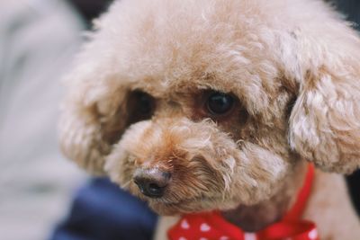 Close-up portrait of dog