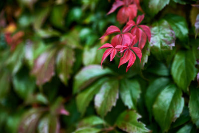 Close-up of pink flowering plant