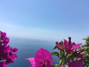 Close-up of pink flowers