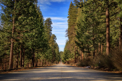 Tree lined road