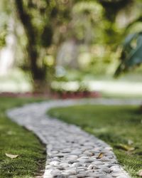 Close-up of grass in park