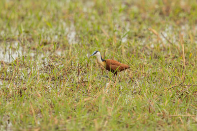 Side view of a bird on field