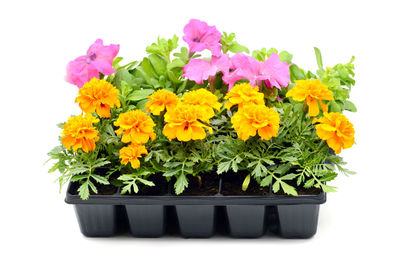 Close-up of potted plant against white background