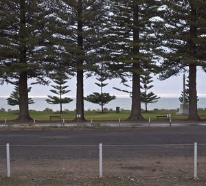 Trees on road against sky