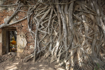 Full frame shot of tree trunk