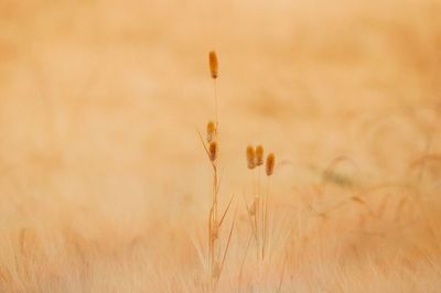Close up of yellow flowers