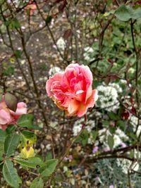 Close-up of pink rose