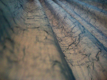 Close-up of tree trunk