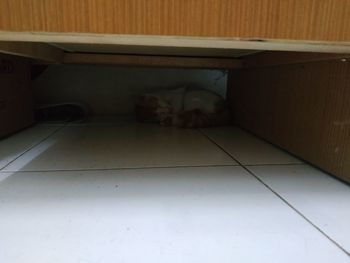 Cat sleeping on floor at home