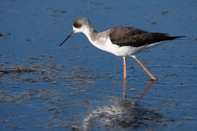 Bird flying over sea